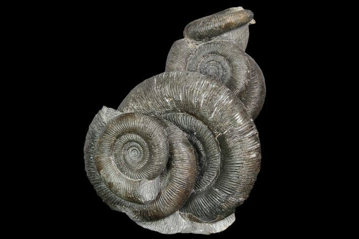 Stunning, Dactylioceras Ammonite Cluster - England #92584